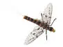 X-true Brown Drake 14
