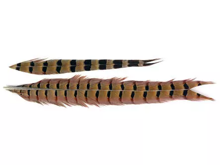 PHEASANT TAIL FEATHER 1° CLASS hotfly - 1 pc. - ca....