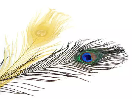 PEACOCK EYE hotfly - 1 pc. - ca. 30 cm