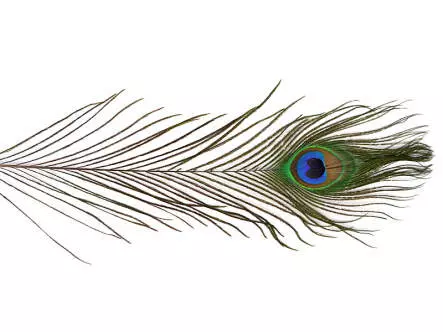 PEACOCK EYE hotfly - 1 pc. - ca. 30 cm