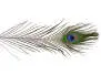 PEACOCK EYE hotfly - 1 pc. - ca. 30 cm