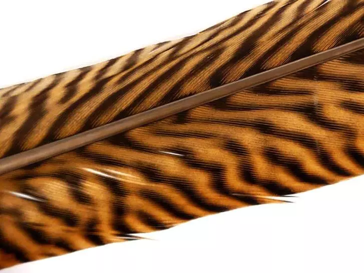 GOLDEN PHEASANT TAIL FEATHER 1° CLASS hotfly - 1 pc. - ca. 60 cm