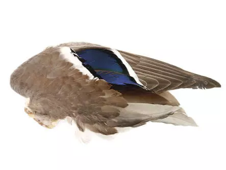 MALLARD DUCK WING hotfly