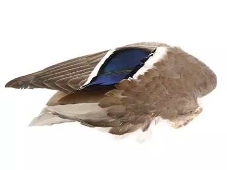 MALLARD DUCK WING hotfly