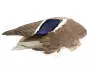 MALLARD DUCK WING hotfly