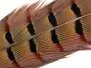 PHEASANT TAIL FEATHER 1° CLASS hotfly - 1 pc. - ca....