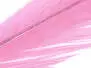 PHEASANT TAIL FEATHER BLEACHY 1° CLASS hotfly - 1 pc....