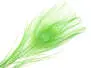 PEACOCK EYE hotfly - 1 pc. - ca. 30 cm - green