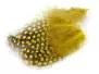 GUINEA FOWL PLUMAGE HACKLES hotfly - 10 pc. - 6/10 cm -...