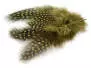 GUINEA FOWL PLUMAGE HACKLES hotfly - 10 pc. - 6/10 cm -...