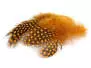 GUINEA FOWL PLUMAGE HACKLES hotfly - 10 pc. - 6/10 cm -...