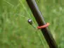 REMOVABLE FLY ROD RING for european nymphing