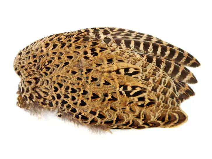RINGNECK PHEASANT HEN WING hotfly