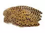 RINGNECK PHEASANT HEN WING hotfly