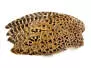 RINGNECK PHEASANT HEN WING hotfly - right