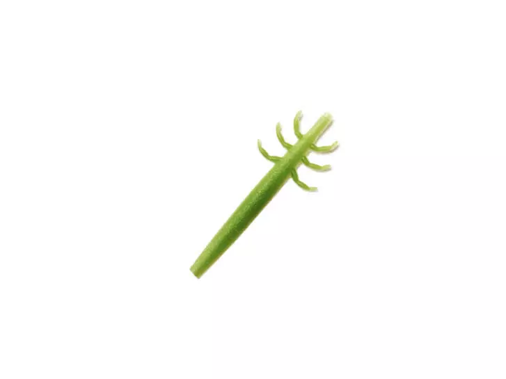 J:son Realistic Caddis Larvae nymph backs - CL3 - 12 pc. - green