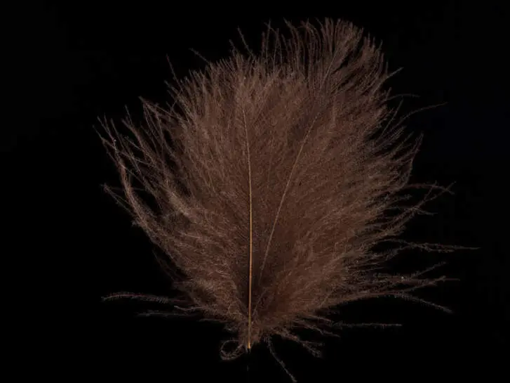CDC FEATHERS swiss-cdc standard - 1 g - dark pardo
