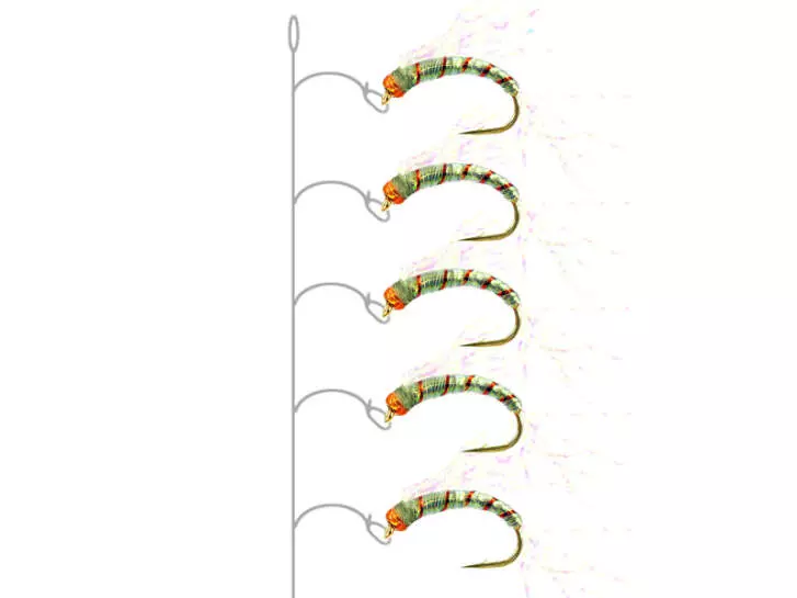 Alosa agone line CRYSTAL WING