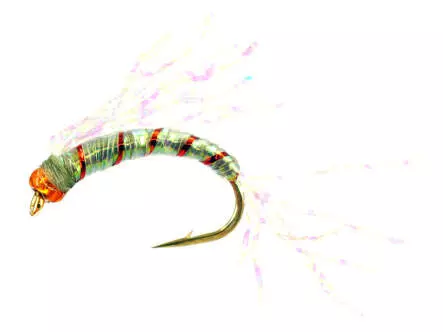 Alosa agone line CRYSTAL WING