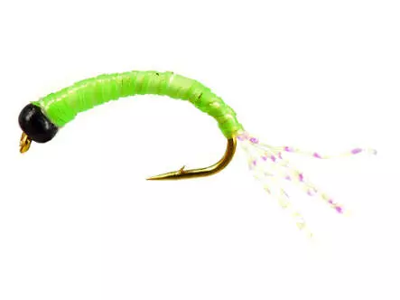 Alosa agone line CHARTREUSE GLOWING