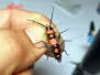 UV RESIN FAST laser - 5 g
