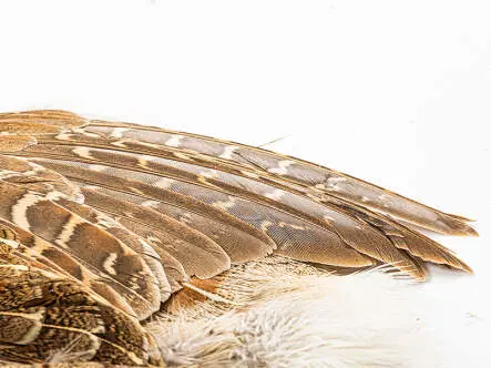 PARTRIDGE ENGLISH GREY (perdix perdix) gold selection hotfly - made in Italy