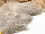 PARTRIDGE ENGLISH GREY (perdix perdix) gold selection hotfly - made in Italy