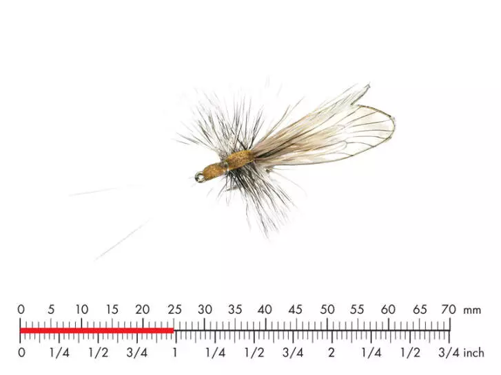 Caddis Adult C1 Cinnamon Brown 25mm