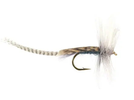 Blue Dun Mayfly