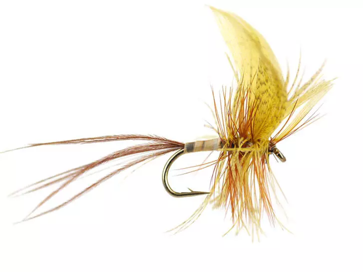 Cream Yellow Quill Mayfly