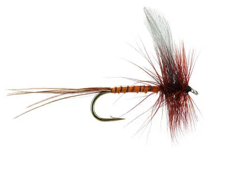 Blue Winged Brown Quill Mayfly