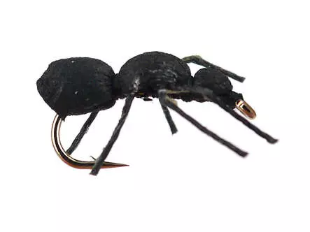 Black Ant