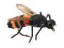 X-true Honey Bee Orange