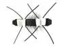 Tschernobyl Ant Black