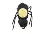 Peacock Beetle