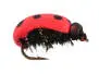 Lady Bug