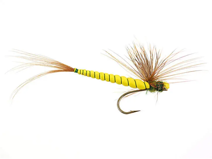 Yellow May Fly