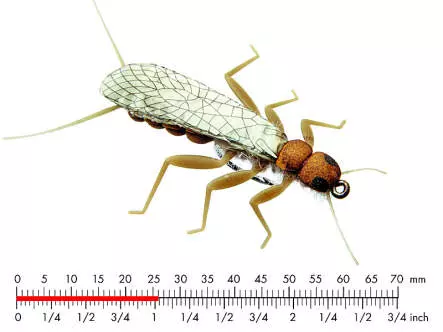 Stonefly Adult 2 Olive Brown 26mm