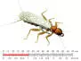 Stonefly Adult 2 Olive Brown 26mm