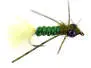 Olive Leg Dragonfly Nymph