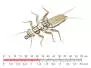 Stonefly Nymph 1 Light Olive 32mm