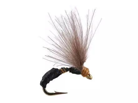 Smooth Black Brown Ant