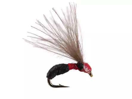 Smooth Black Red Ant