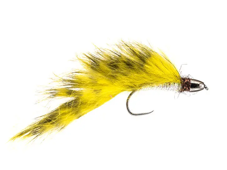 Competition CH Zonker Golden Olive Barred TG 4