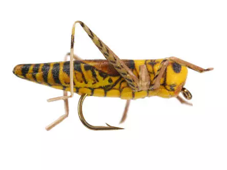 X-true Hopper Yellow Brown