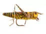 X-true Hopper Yellow Brown