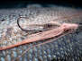 MW Pattegrisen Intruder Shrimp Pink