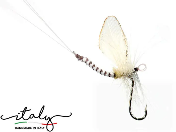 Oligonevriella Rhenana - 14 mm