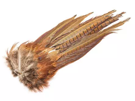 RINGNECK PHEASANT COCK COMPLETE TAIL - 2° choice -...
