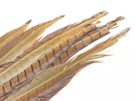 RINGNECK PHEASANT COCK COMPLETE TAIL - 2° choice -...
